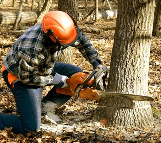 Tree Removal in Manchester, ME